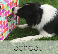 Anbieter für SchaSu