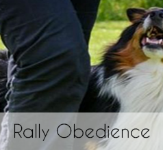 Anbieter für Rally Obedience